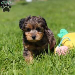 Lincoln, Yorkie Poo Puppy